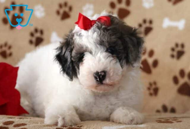Easton Mini Poodle image
