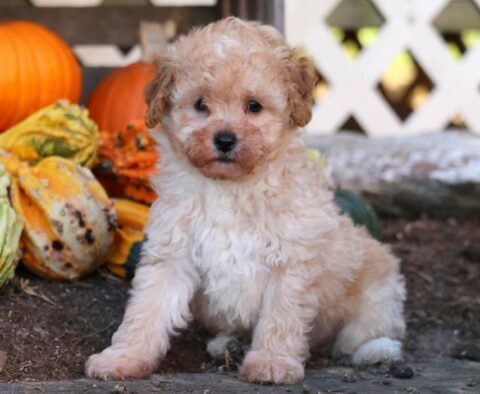 Easton Mini Poodle