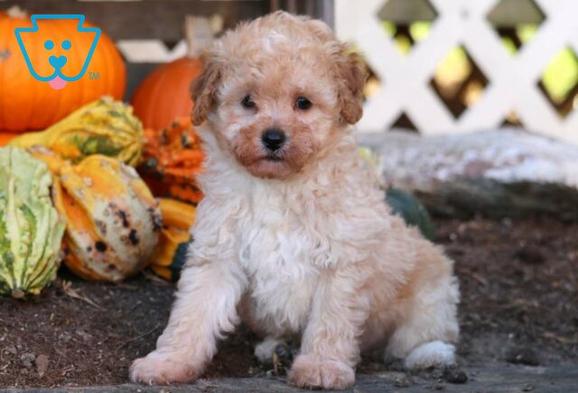 Easton Mini Poodle image