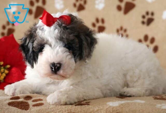 Easton Mini Poodle2 image
