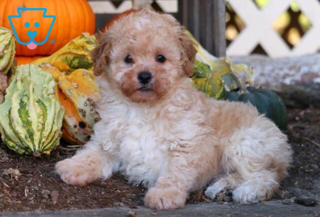Easton Mini Poodle2 image