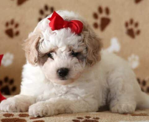 Ella Toy Poodle