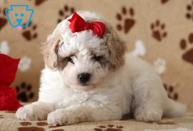 Ella Toy Poodle image