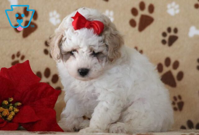 Ella Toy Poodle2 image