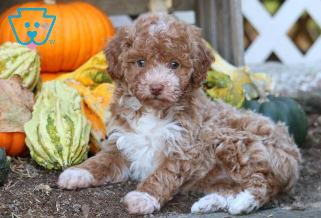 Elsa Mini Poodle image