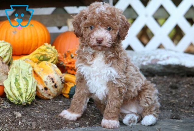 Elsa Mini Poodle2 image