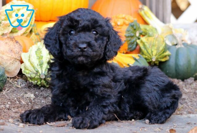 Emmy Mini Poodle image