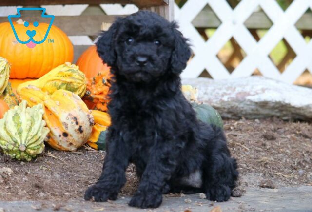 Emmy Mini Poodle2 image