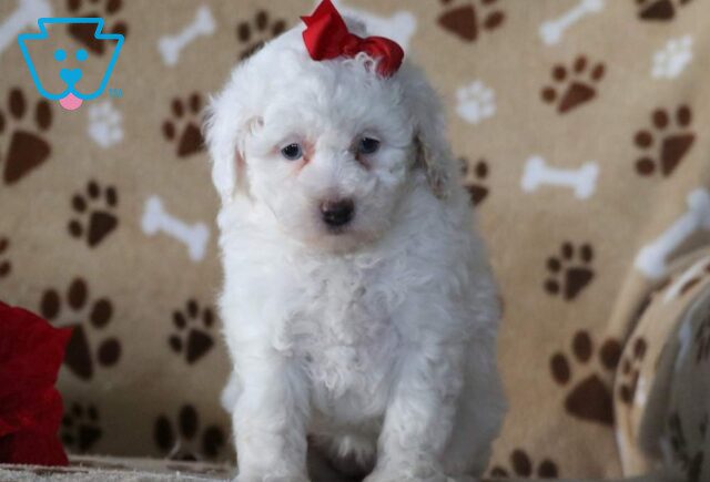 Emmy Toy Poodle image