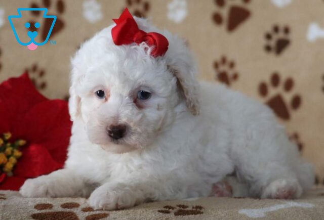 Emmy Toy Poodle2 image