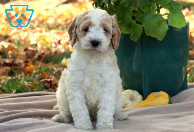 Georgie Cavapoo image