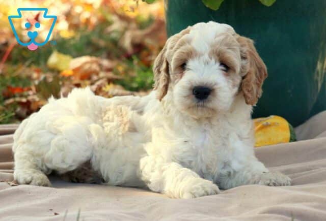 Georgie Cavapoo2 image