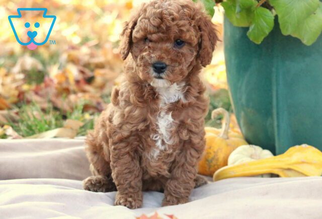 Gigi Cavapoo image