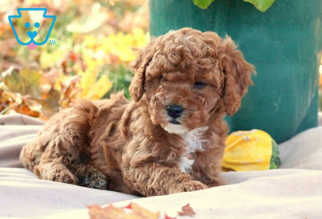Gigi Cavapoo2 image