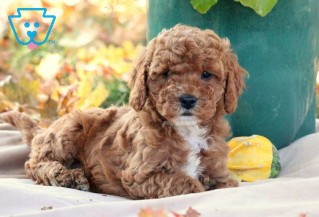 Gigi Cavapoo3 image
