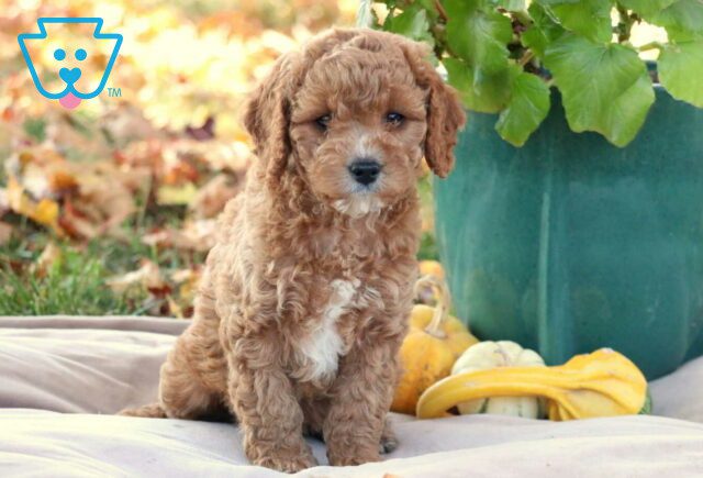 Glow Cavapoo image