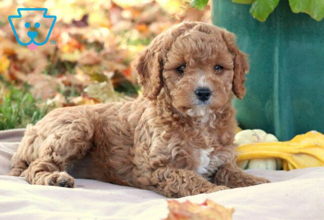Glow Cavapoo2 image