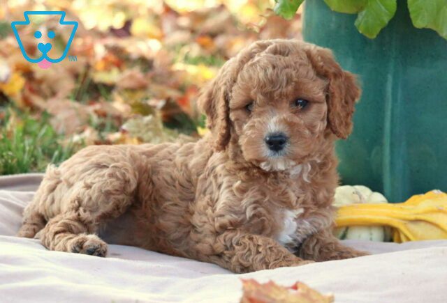 Glow Cavapoo3 image