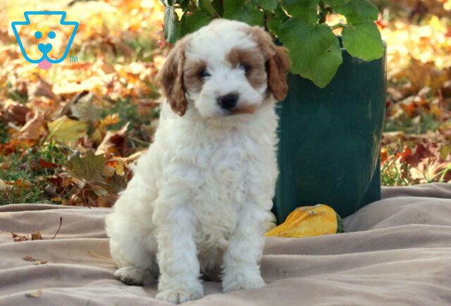 Graham Cavapoo image