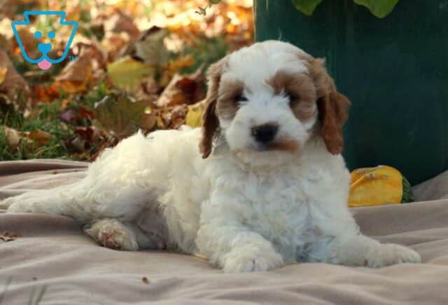 Graham Cavapoo2 image