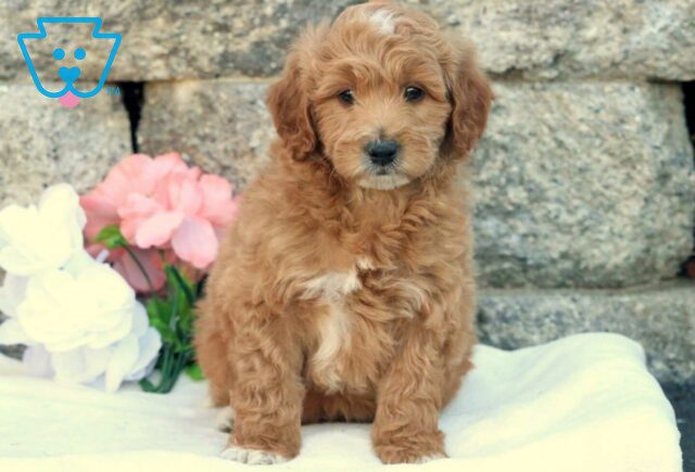 Hank Mini Goldendoodle image