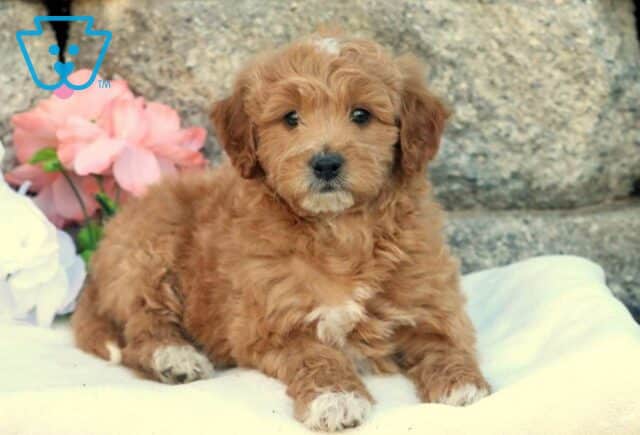 Hank Mini Goldendoodle2 image
