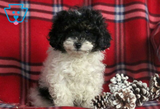 Hank Toy Poodle image
