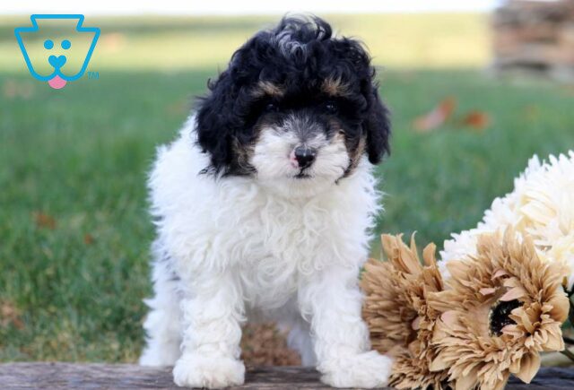 Hank Toy Poodle image