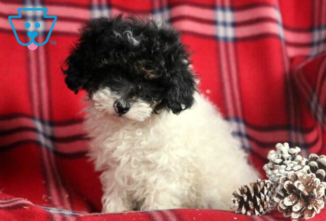 Hank Toy Poodle2 image