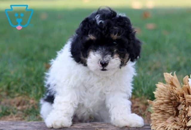 Hank Toy Poodle2 image