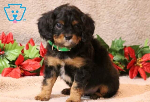 Harry Cavapoo image
