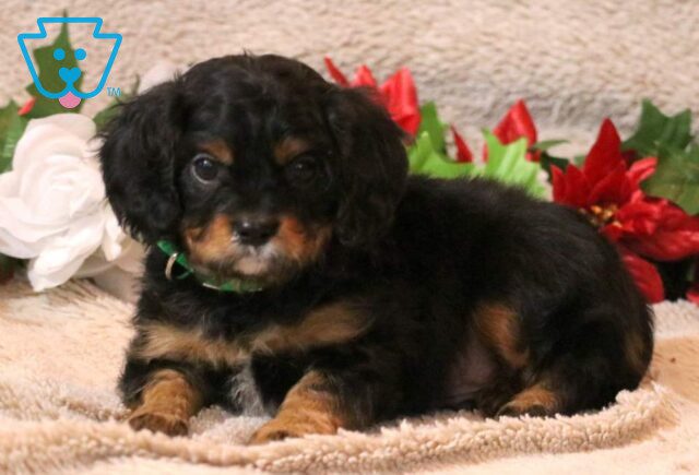 Harry Cavapoo2 image