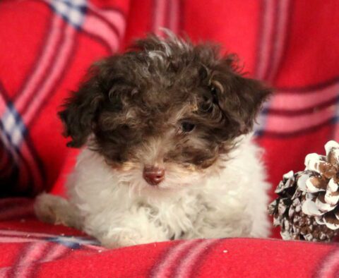 Hewie Toy Poodle