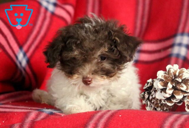 Hewie Toy Poodle image