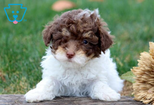 Hewie Toy Poodle image