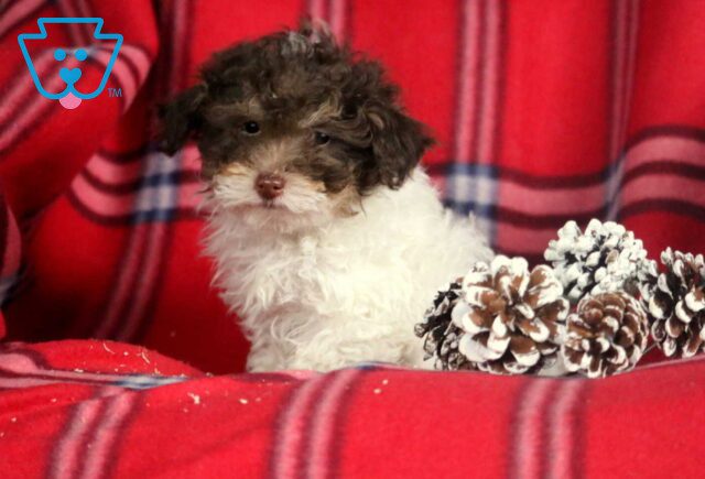 Hewie Toy Poodle2 image