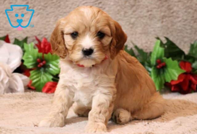 Hills Cavapoo image