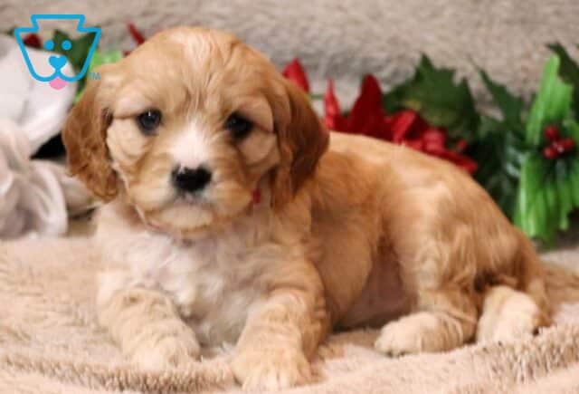 Hills Cavapoo2 image