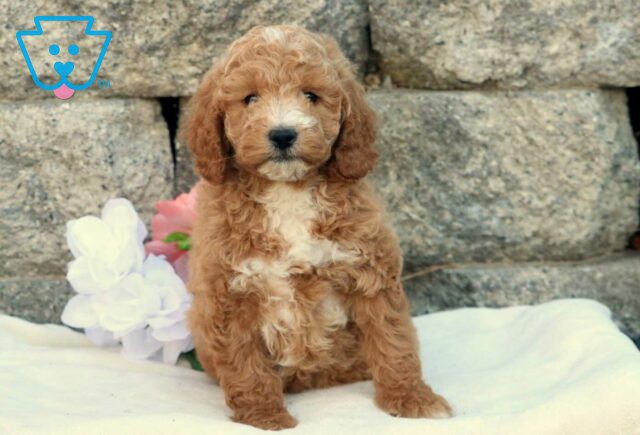 Hills Mini Goldendoodle image