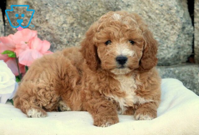 Hills Mini Goldendoodle2 image