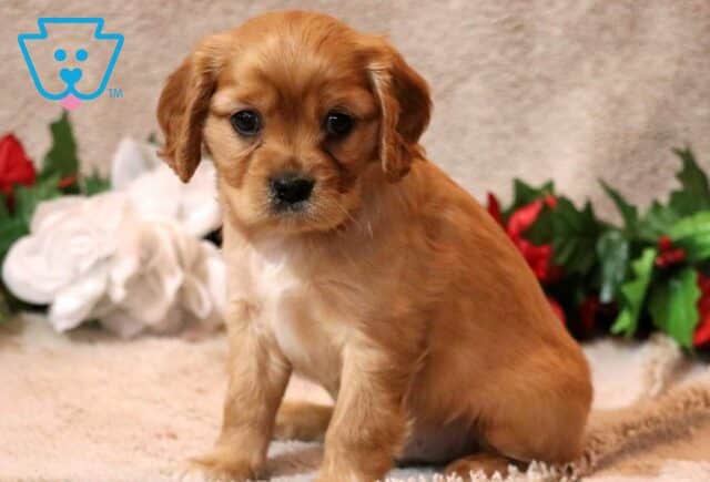 Hooch Cavapoo image