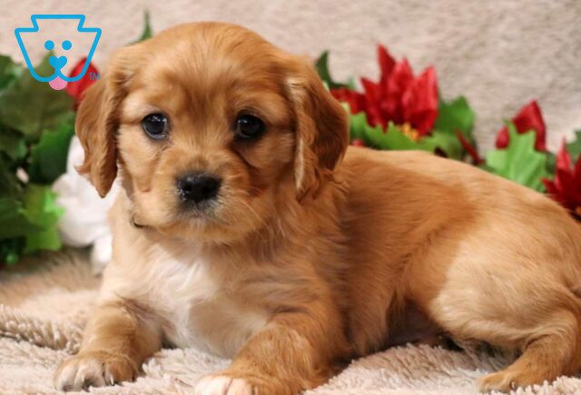 Hooch Cavapoo2 image