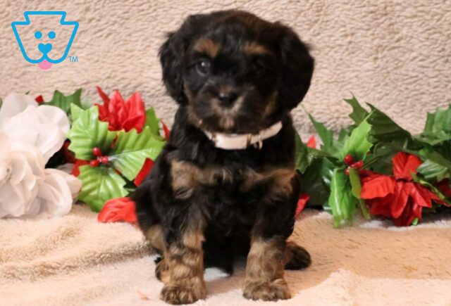 Houston Cavapoo image
