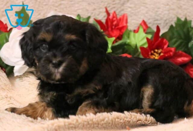 Houston Cavapoo2 image
