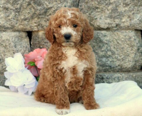 Houston Mini Goldendoodle