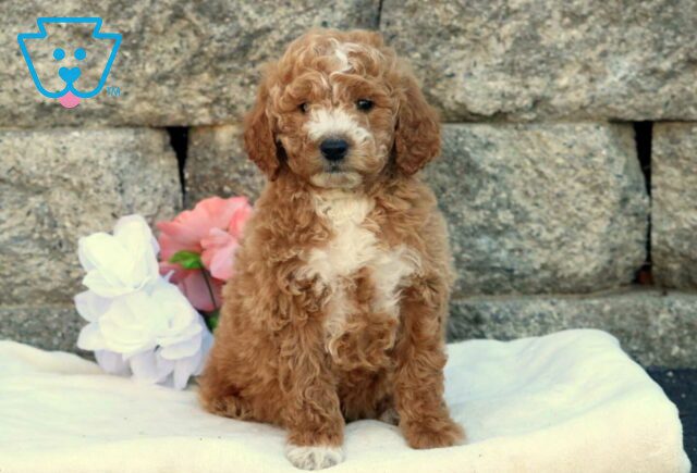 Houston Mini Goldendoodle image