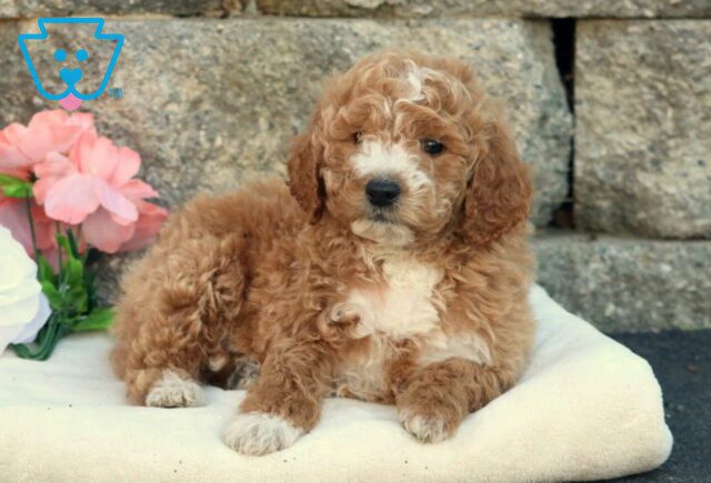 Houston Mini Goldendoodle2 image