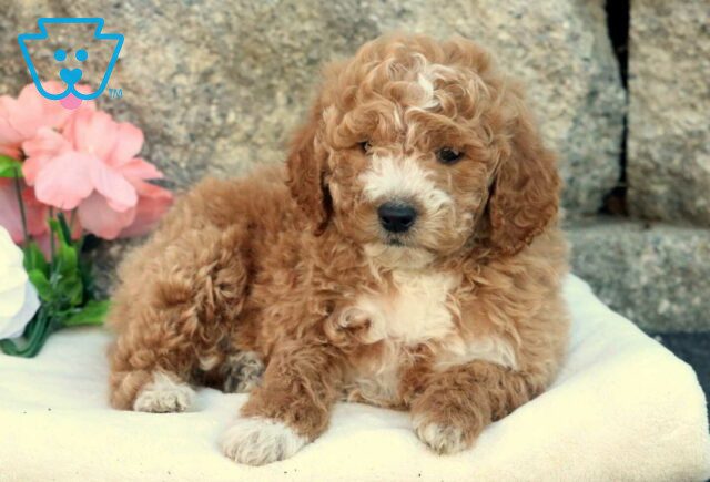 Houston Mini Goldendoodle3 image
