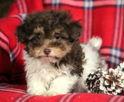 Hunter Toy Poodle