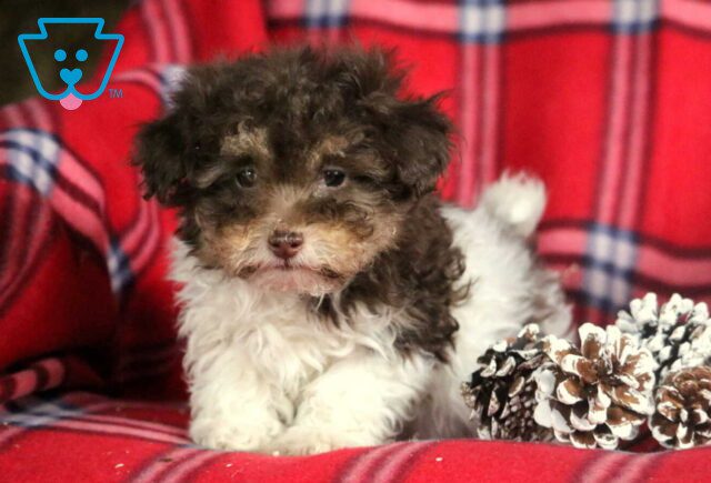 Hunter Toy Poodle image